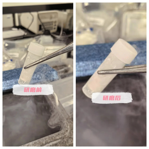 ??內(nèi)臟研磨實(shí)驗(yàn)記錄_2_科研小凈_來(lái)自小紅書網(wǎng)頁(yè)版.jpg
