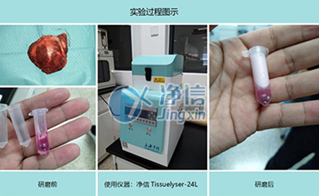 腫瘤組織研磨采用多樣品組織研磨機(jī)進(jìn)行其實(shí)驗(yàn)效果如何？