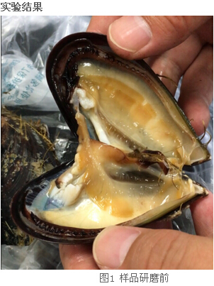 冷凍研磨儀研究告訴你-海虹體內(nèi)的營養(yǎng)價值及藥用價值有那些？