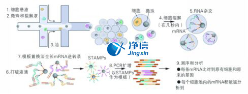 中國人自己的單細(xì)胞測序儀來了！