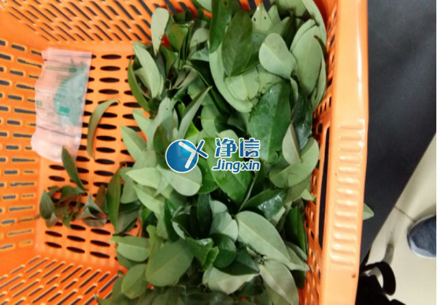 全自動(dòng)樣品研磨儀研磨降香黃檀樹(shù)葉、樹(shù)枝—上海凈信